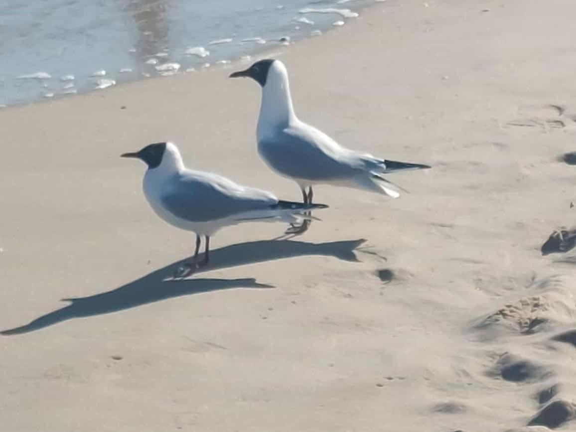 Ostseewind - In Der Strandstrasse-Fuehrt Zur Seebruecke Ostseebad Kühlungsborn エクステリア 写真