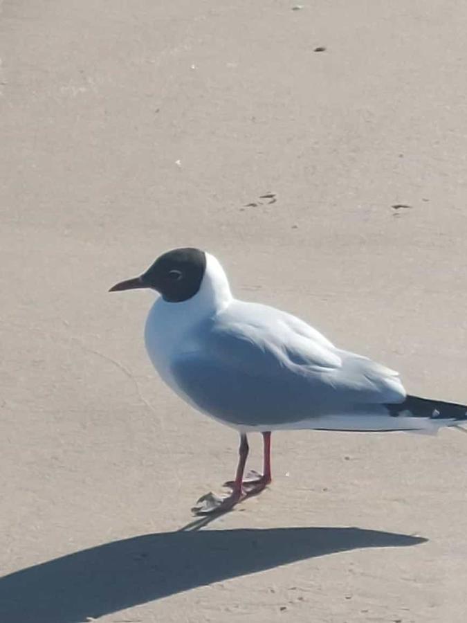Ostseewind - In Der Strandstrasse-Fuehrt Zur Seebruecke Ostseebad Kühlungsborn エクステリア 写真